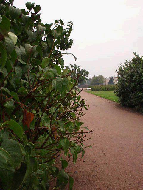 Field of Mars image